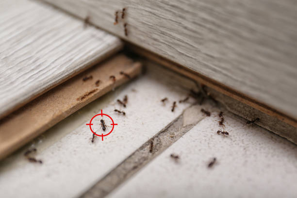 Pest Prevention Services in Briarcliff, TX