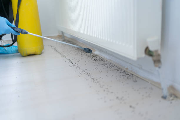 Best Insect Control  in Briarcliff, TX