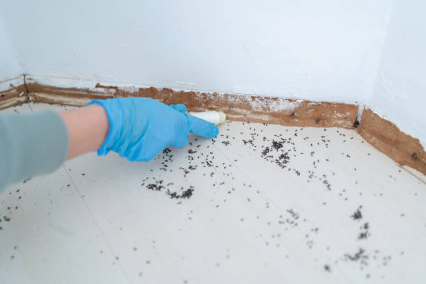 Best Cockroach Control Services  in Briarcliff, TX